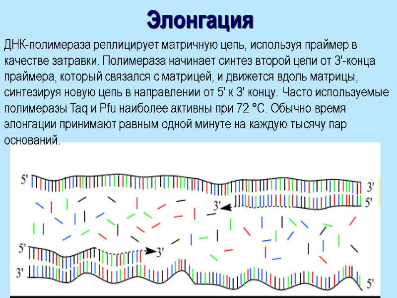 Элонгация ДНК-полимераза реплицирует матричную цепь, используя праймер в качестве затравки. Полимераза начинает синтез второй
